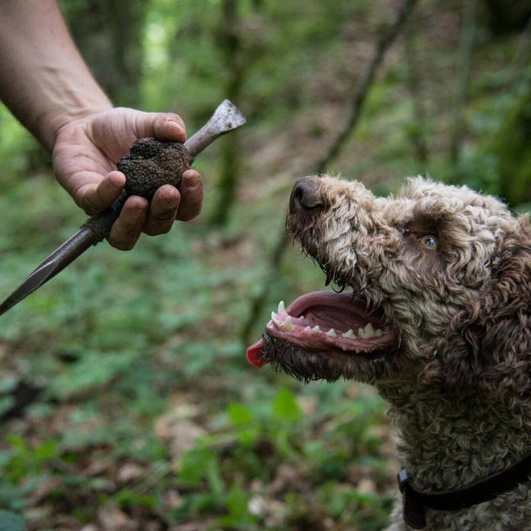 Truffle Hunting & Wine Experience in Tuscany